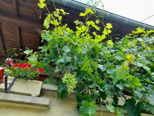 Bed & Breakfast L'oxalis Chambre D'h�te Petit D�jeuner Compris