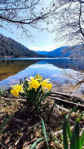 Apartamento Studio R�sidence La Mauselaine La Perle Des Vosges