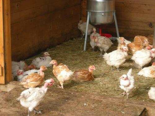 Agroturismo Ferme Auberge Briassou