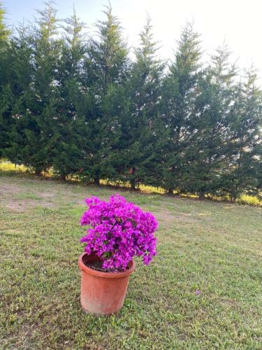 Apartamentos Au Paradis D?alsace 55 M2 Nature & Relax
