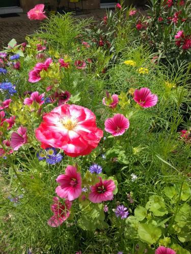 Bed & Breakfast La Chambre Aux Hirondelles