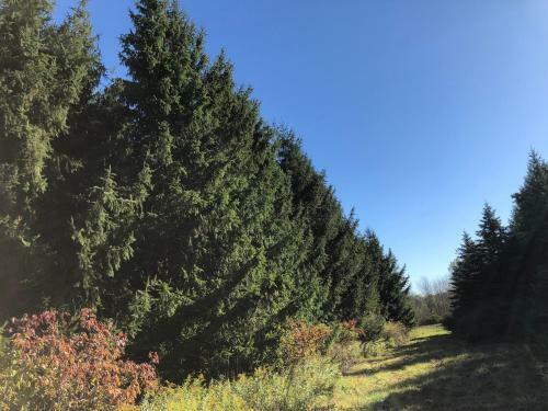 Tentrr Signature Site - Camping In The Pines