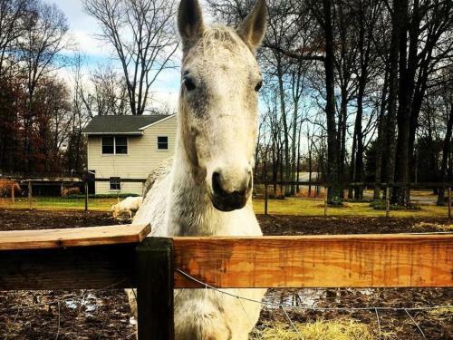 Tentrr - Happy Tales Campsite