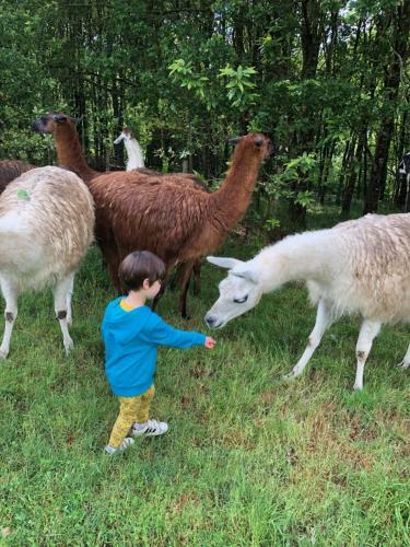 Agroturismo Loire Valley Llama Farm Stay