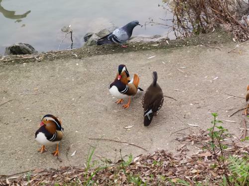 Bed & Breakfast Les Pingouins de La Marne