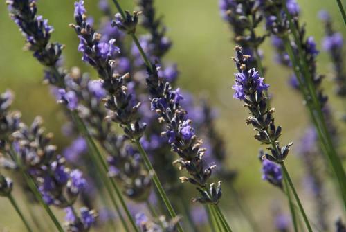 Hostal C�t� Provence