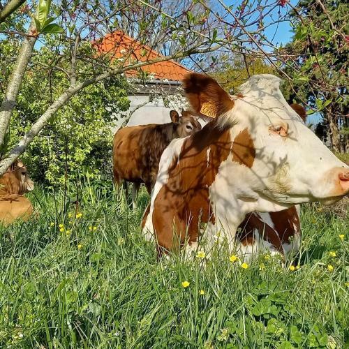 Bed & Breakfast Villa Imaginaire