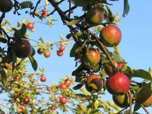 Cornwall Orchards Bed & Breakfast