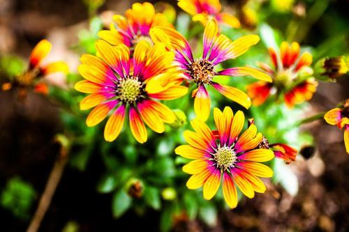 Mirguet Au Jardin
