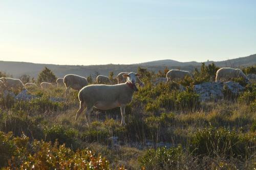 Bed & Breakfast R�ve De Causse