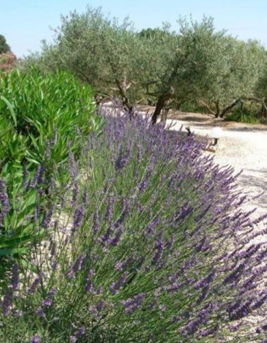 Un Gite En Provence - Les Jardins de Fontanille