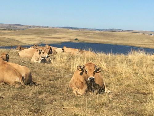 Bed & Breakfast Aux Portes D'aubrac Studio 2 Personnes