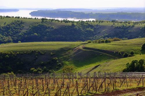 Seven Generations Winery Hotel
