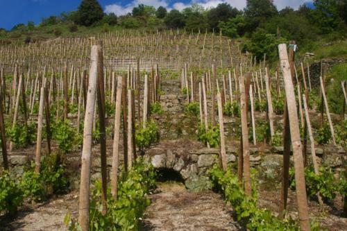 G�te de L'olivier ,domaine de L'olivier