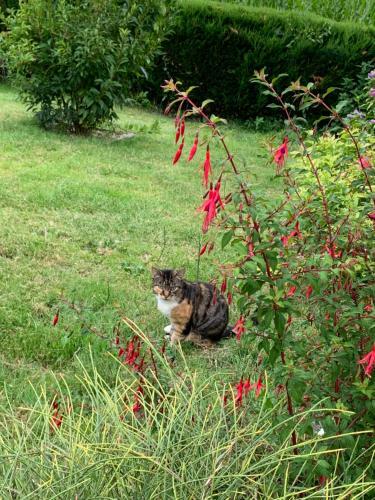 Bed & Breakfast La Basse Monniere
