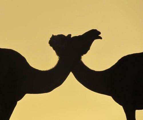 Tours And Bedouin Traditions