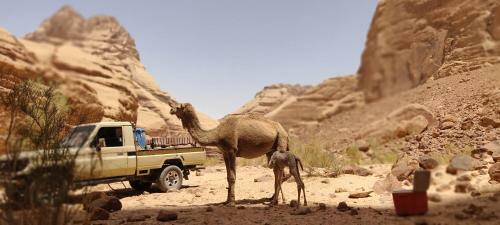 Wadi Rum Desert Eid Camp & Cave & Tours