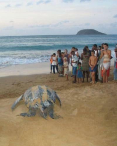 Gite � 2 Pas de La Flamboyante Plage de La Perle