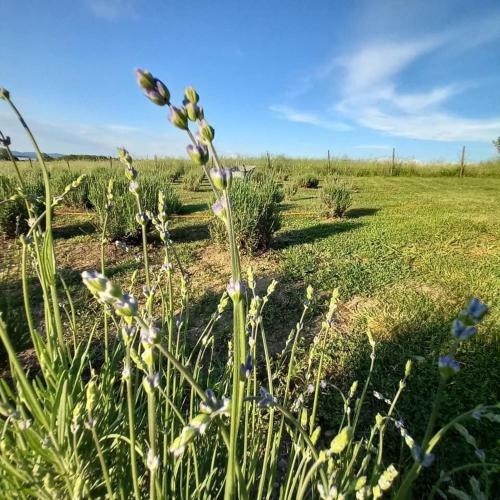 Casuta-lacului