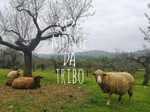 Tipi By Monte Da Tribo
