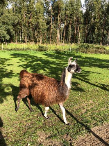 Agroturismo Monte Do Lago, Peg�es