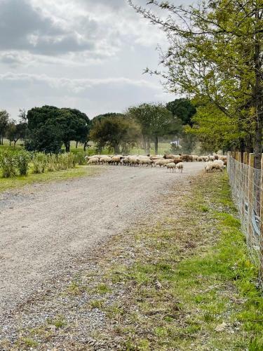 Agroturismo Monte Do Lago, Peg�es