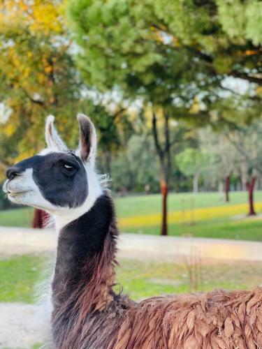 Agroturismo Monte Do Lago, Peg�es