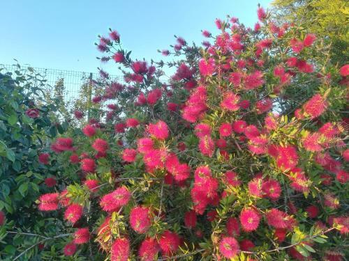 Villa Campo de Sobarbo - Guest House Rural