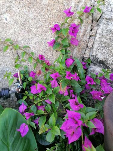 Villa Campo de Sobarbo - Guest House Rural
