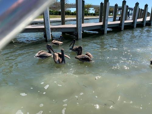 Villa Florida