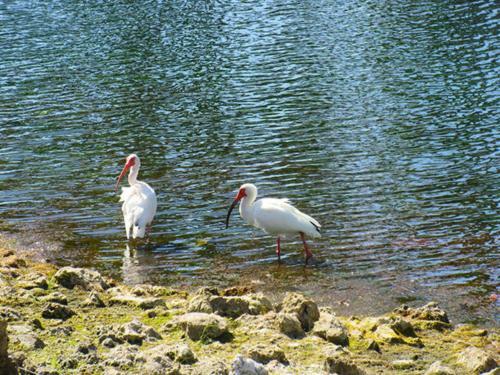 Estero Beach & Tennis 204b By Kathy Nesbit Vacations