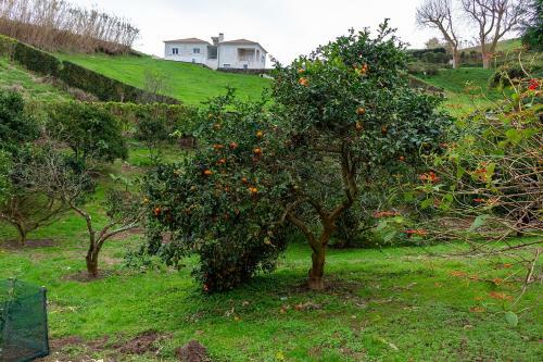 Hostal Quinta Das Palmeiras