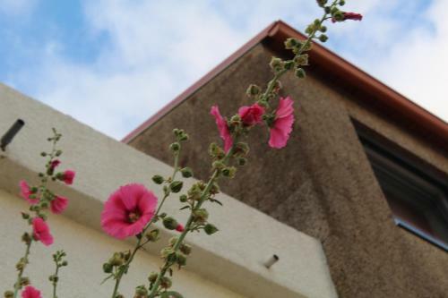 Agroturismo Sambuc'asa - Serra Da Estrela