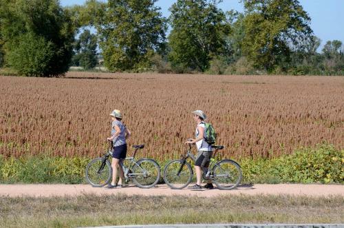 Tournesol