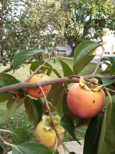 Apartamento Quintal Do Freixo - Country House