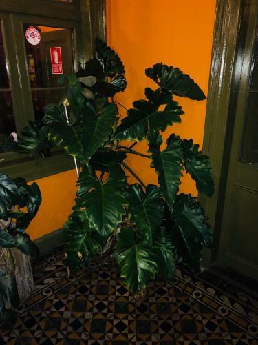 Hotel Domeyer Hostel