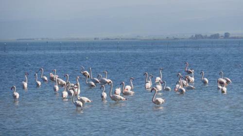 Apartamento Flamingo