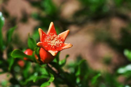 Hostal Masseria Petra