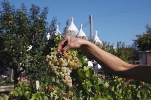 Agroturismo Trullo Cicerone