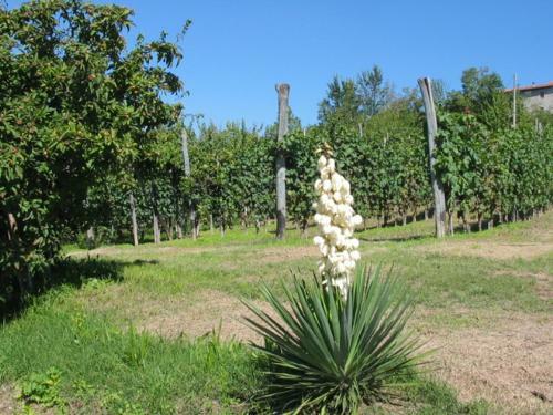 Apartamento Cascina Bringin