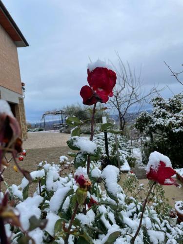 Hostal Podere Belsogno-camera Rosmarino