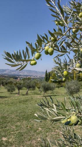 Apartamento La Maggiolina Country House