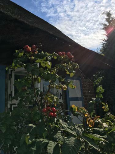 Alte Kate Mit Bau-& Zirkuswagen Im Gartenidyll
