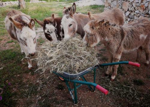 Agroturismo Masseria La Gatta Matta