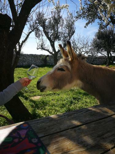 Agroturismo Masseria La Gatta Matta