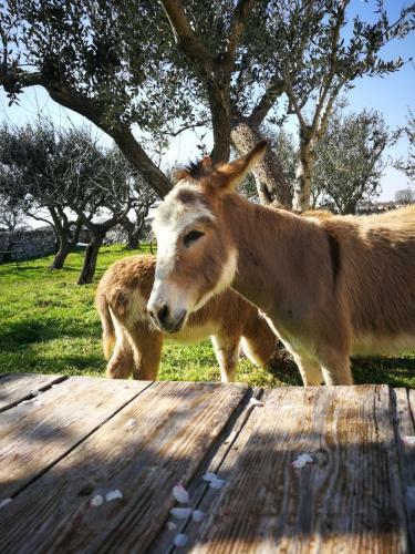 Agroturismo Masseria La Gatta Matta