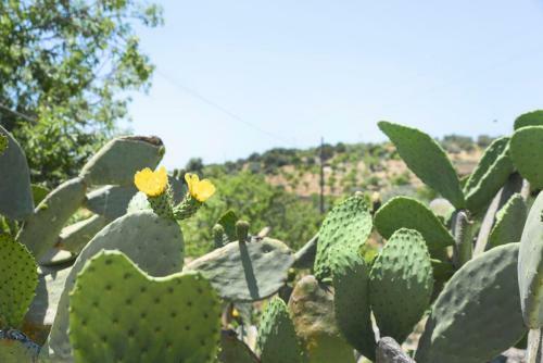 Agroturismo Jardinu