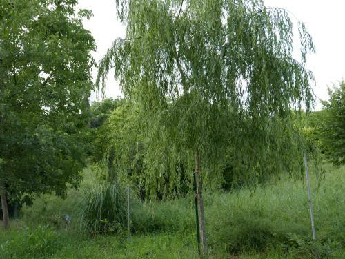 Cascina Tornara, Ritorno Alle Origini Monferrine