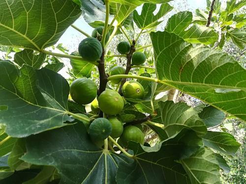 Bed & Breakfast Villa Apollonia