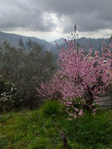 Il Piccolo Giardino